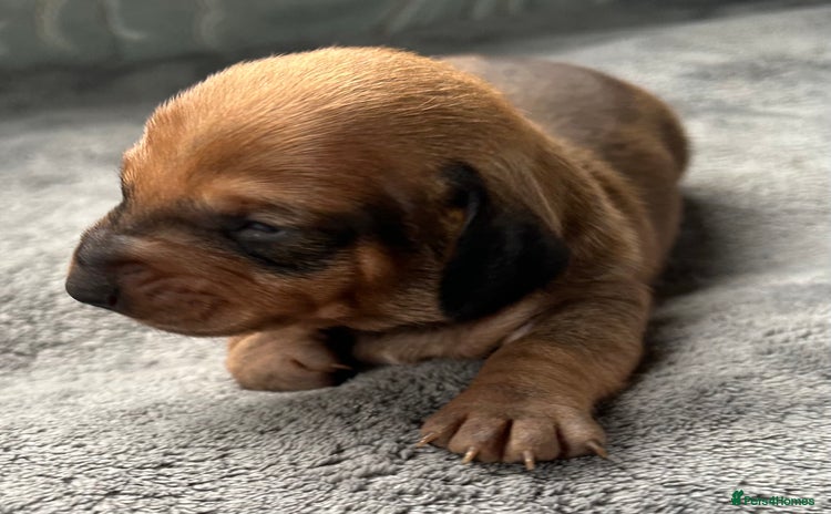Dachshund dogs - Advert 2