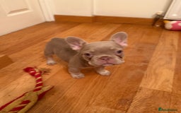 French Bulldog dogs for sale: Adorable French Bulldog Puppies for Sale 🐾 - Advert 21