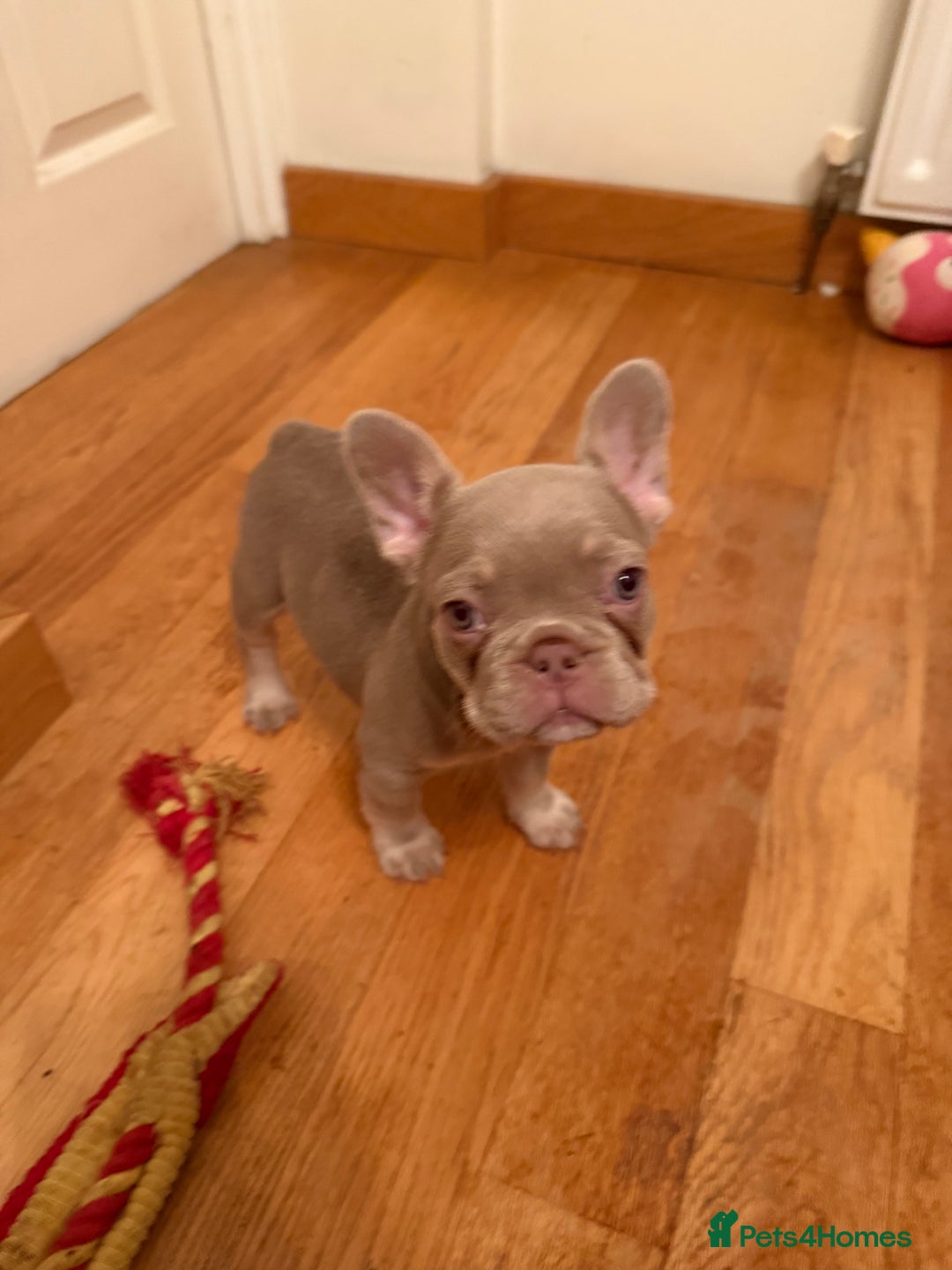 French Bulldog dogs for sale: Adorable French Bulldog Puppies for Sale 🐾 - Advert 21