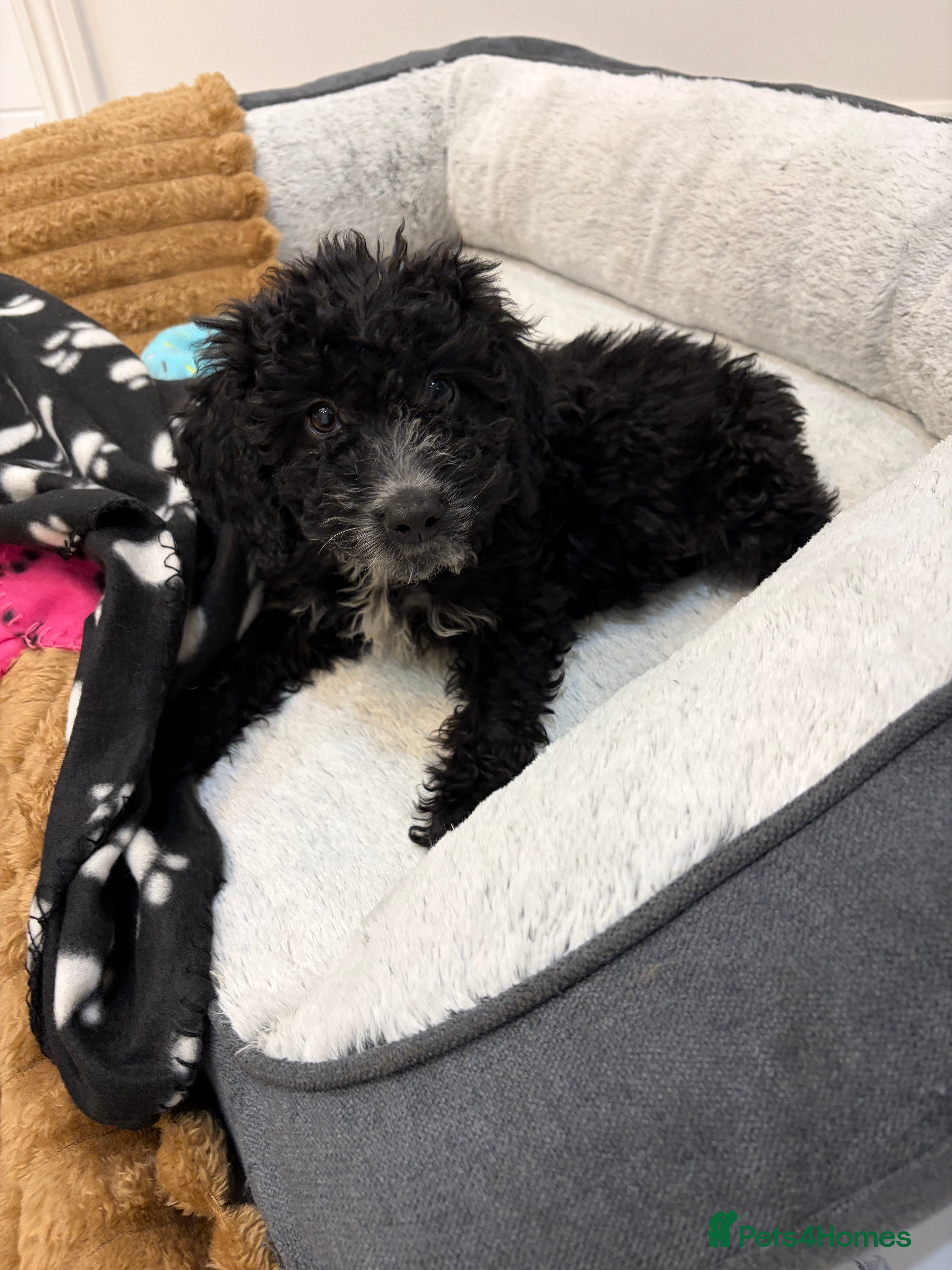 Cockapoo dogs 🐾STUNNING F1 COCKERPOOS 🐾 - Advert 17