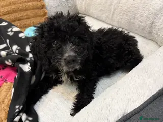 Cockapoo dogs 🐾STUNNING F1 COCKERPOOS 🐾 - Advert 3