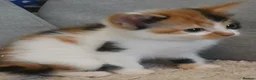 Mixed Breed cats for sale: Female calico kittens  - Advert 10