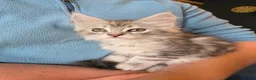 Maine Coon cats for sale: Maine Coon Kittens for Sale - Advert 21