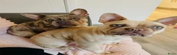 French Bulldog dogs for sale: 2 sisters that are 4 year old French Bulldog - Advert 1