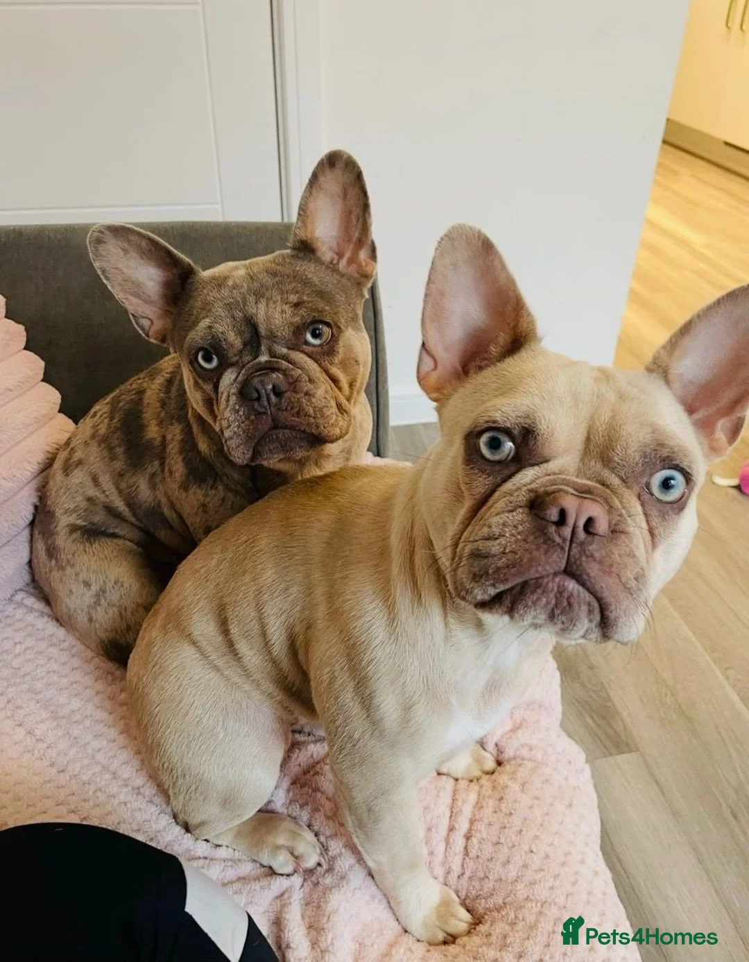 French Bulldog dogs for sale: 2 sisters that are 4 year old French Bulldog - Advert 1