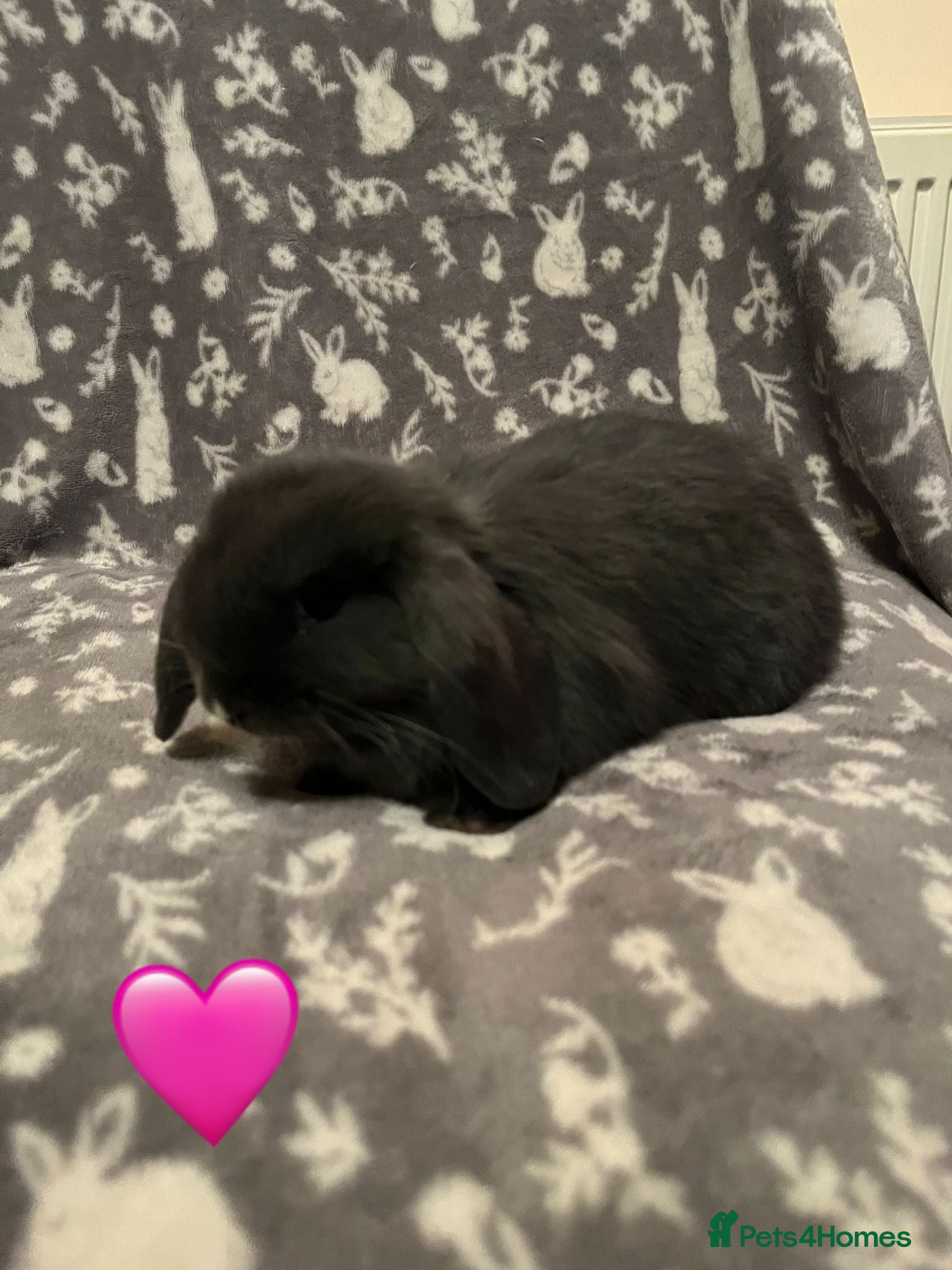 Mini Lop rabbits Mini Lop Babies - Advert 2