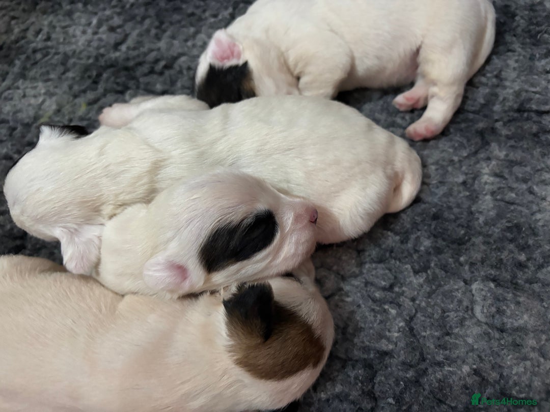 Sealyham Terrier dogs for sale: Sealyham Terrier Puppies  - Advert 7