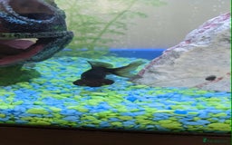 Fancy Goldfish fish for sale: FREE 6 orandas 2 moor goldfish  - Image 4