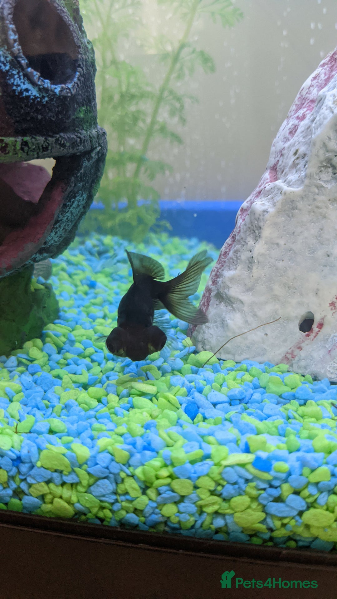 Fancy Goldfish fish for sale: FREE 6 orandas 2 moor goldfish  - Image 4