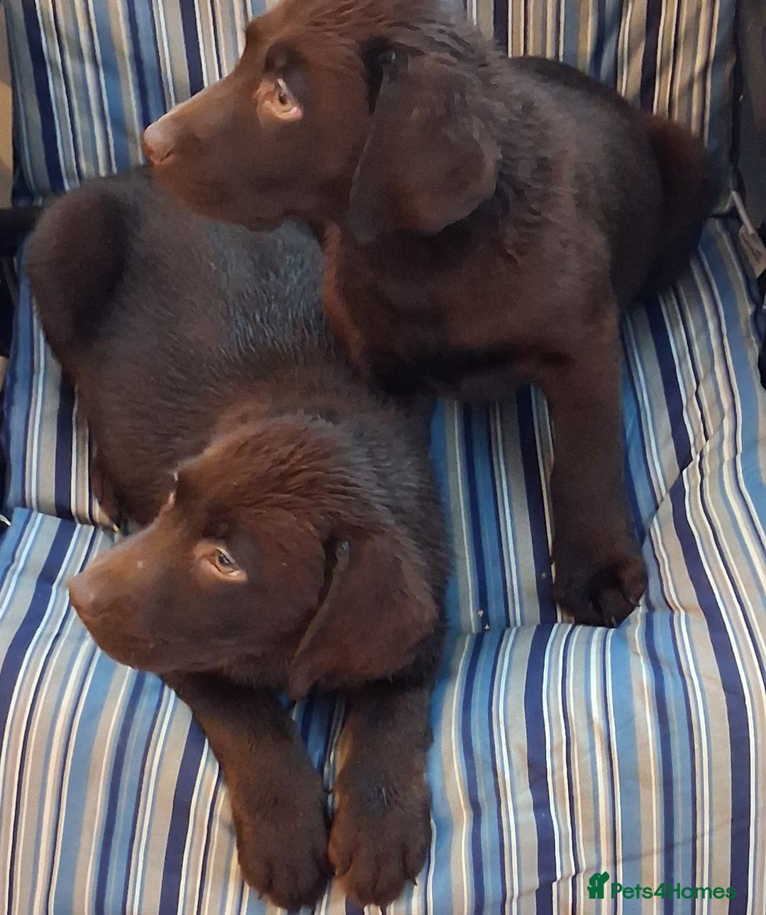 Labrador Retriever dogs for sale: Stunning big pedigree labrador puppies - Advert 3