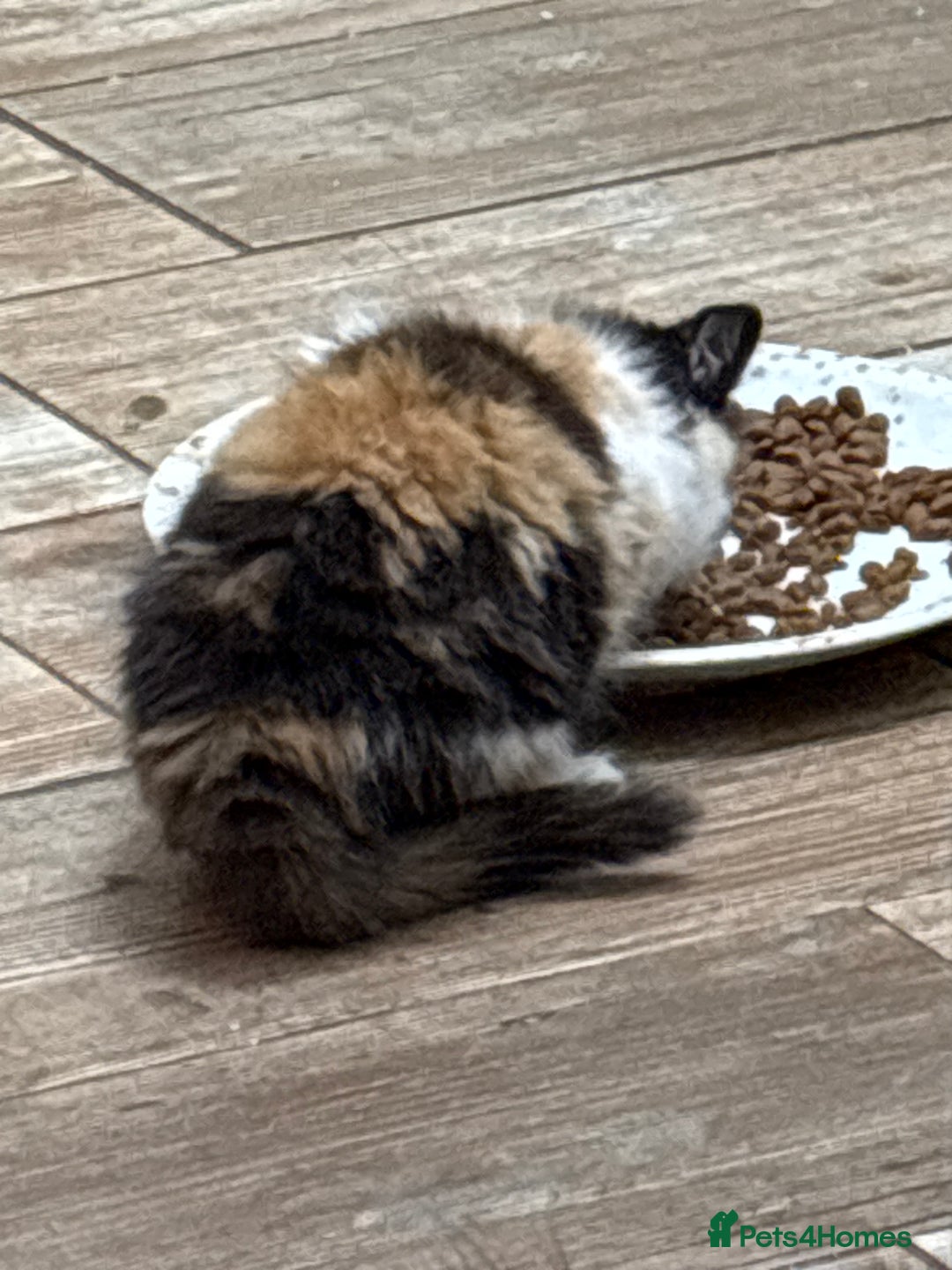 Mixed Breed cats for sale: Five semi long haired kittens available now - Advert 9