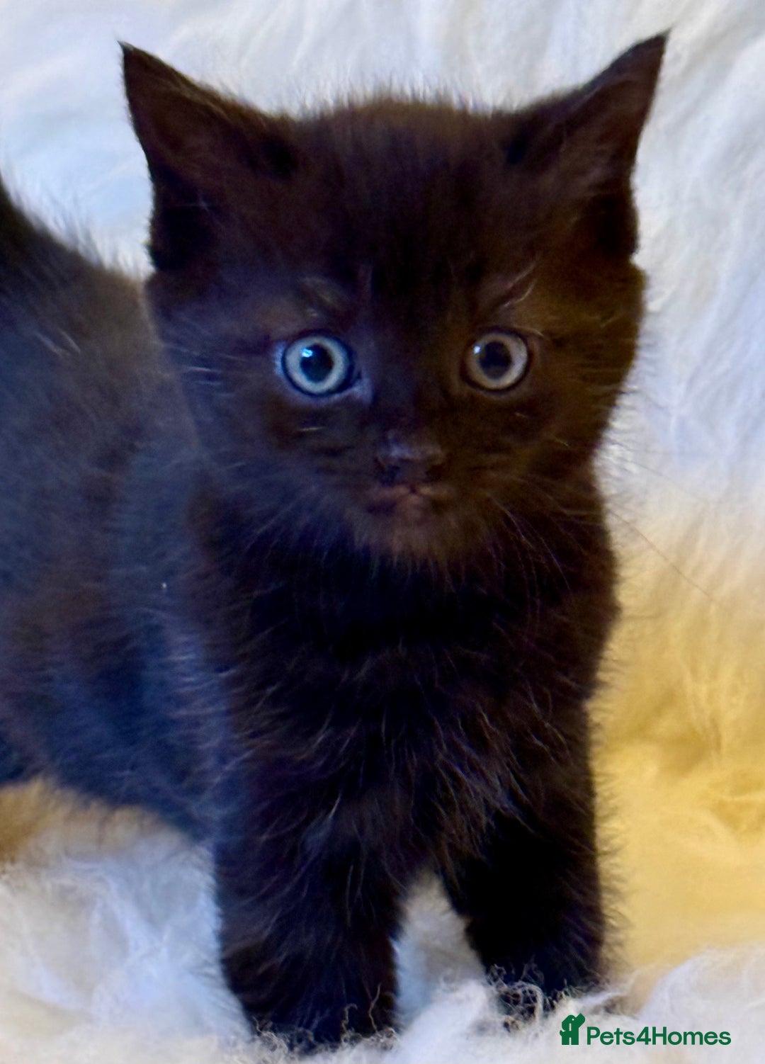 Mixed Breed cats for sale: Beutiful, Kittens Raised to Highest Standard - Image 9