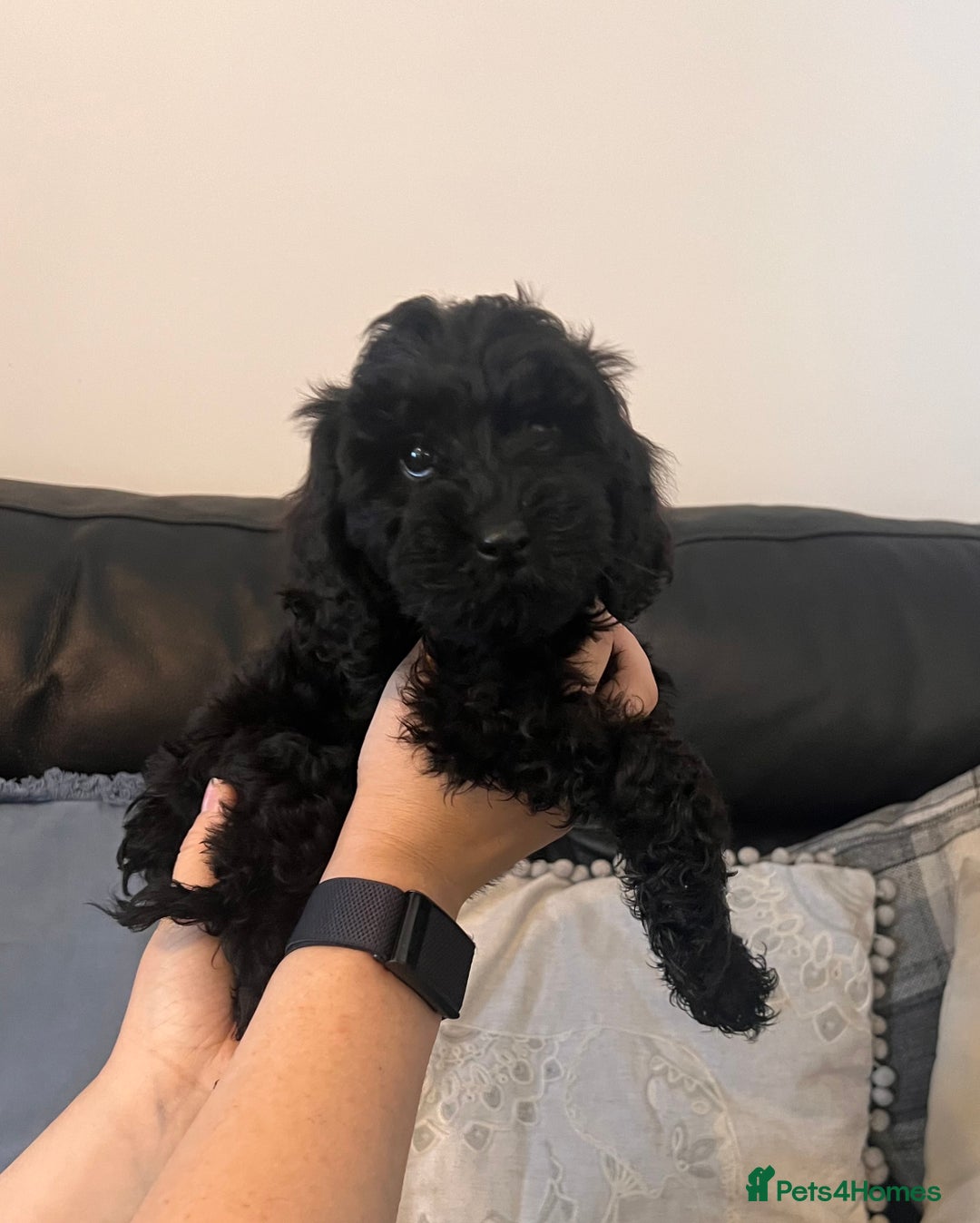 Cockapoo dogs for sale: Stunning Cockapoo puppy 🐶🤍 - Image 5