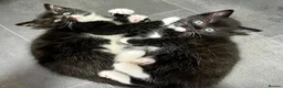 British Shorthair cats for sale: Kittens for sale - Advert 3