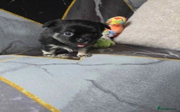Chihuahua dogs for sale: 3 Adorable little princes chihuahua puppies - Image 10