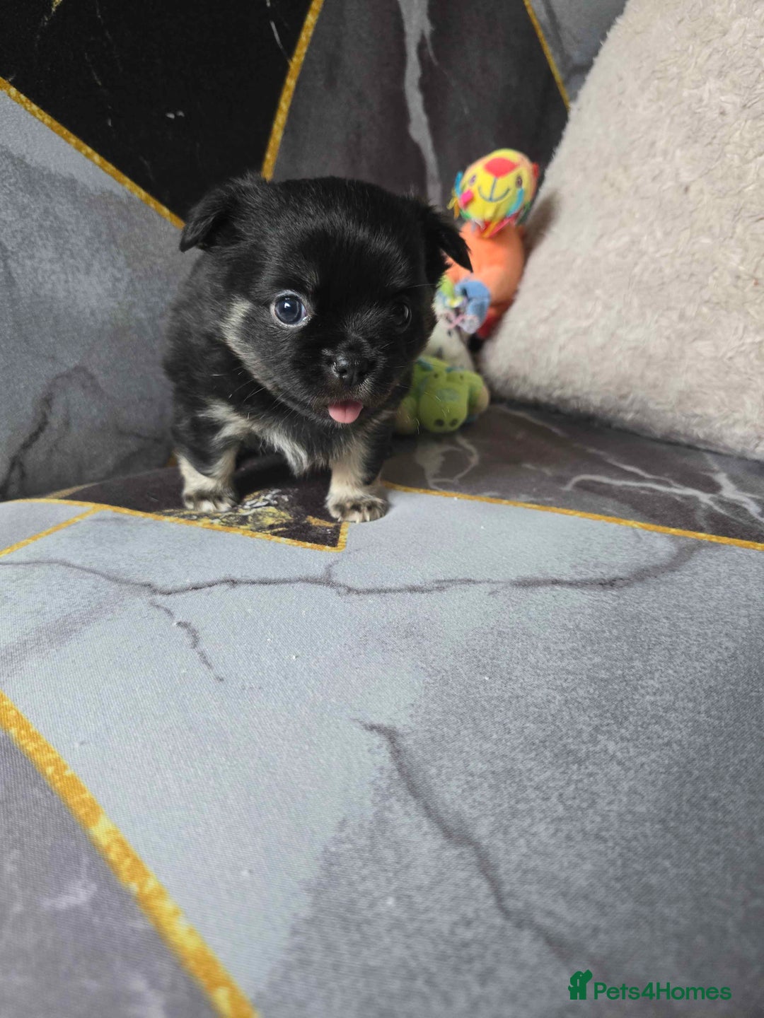 Chihuahua dogs for sale: 3 Adorable little princes chihuahua puppies - Image 10
