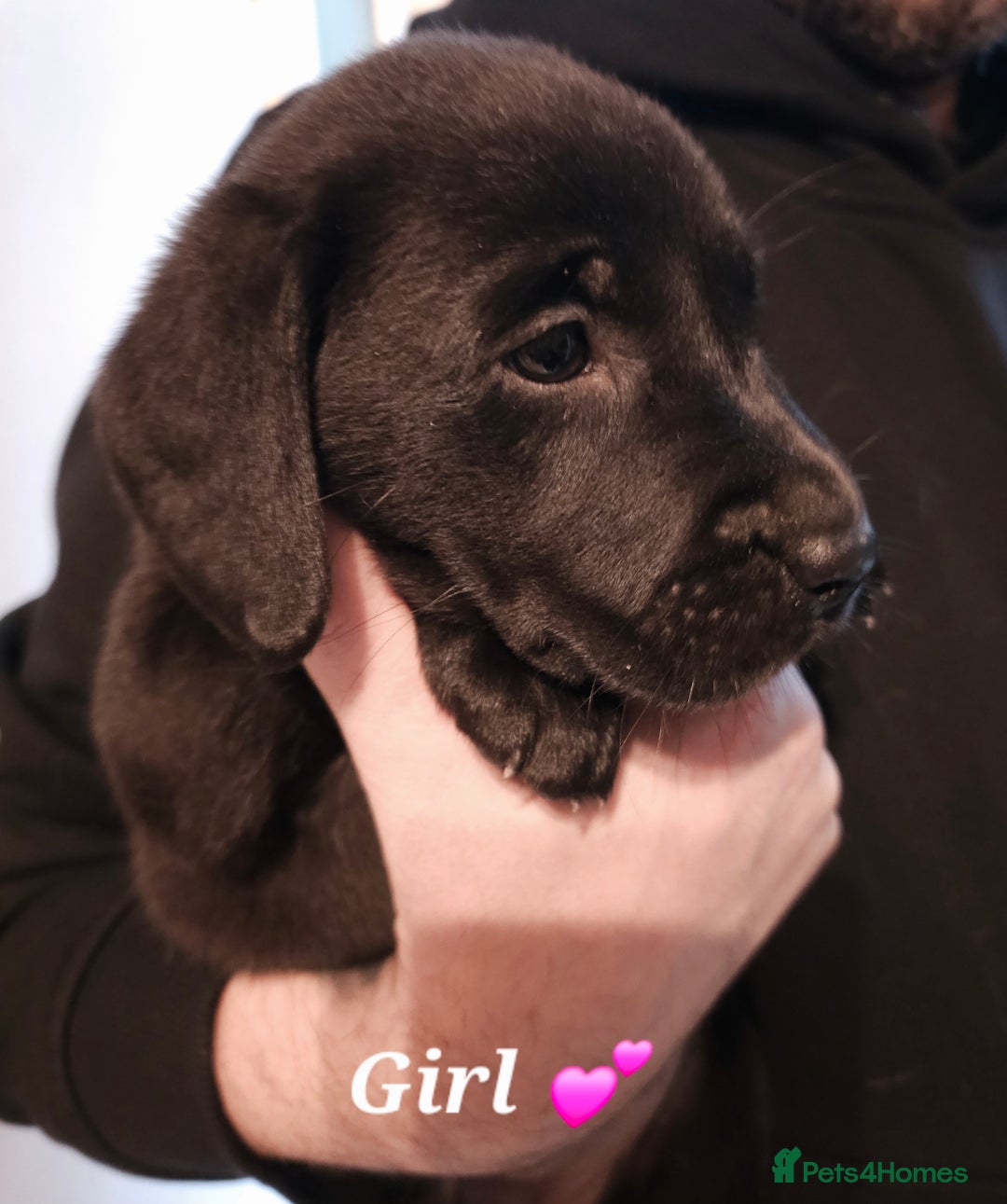 Labrador Retriever dogs for sale: 🐾 Labrador Puppies – Ready Early January 🐾 - Advert 8