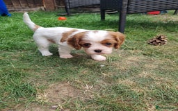 Cavalier King Charles Spaniel dogs for sale: Beautiful Blenheim puppies  - Image 3