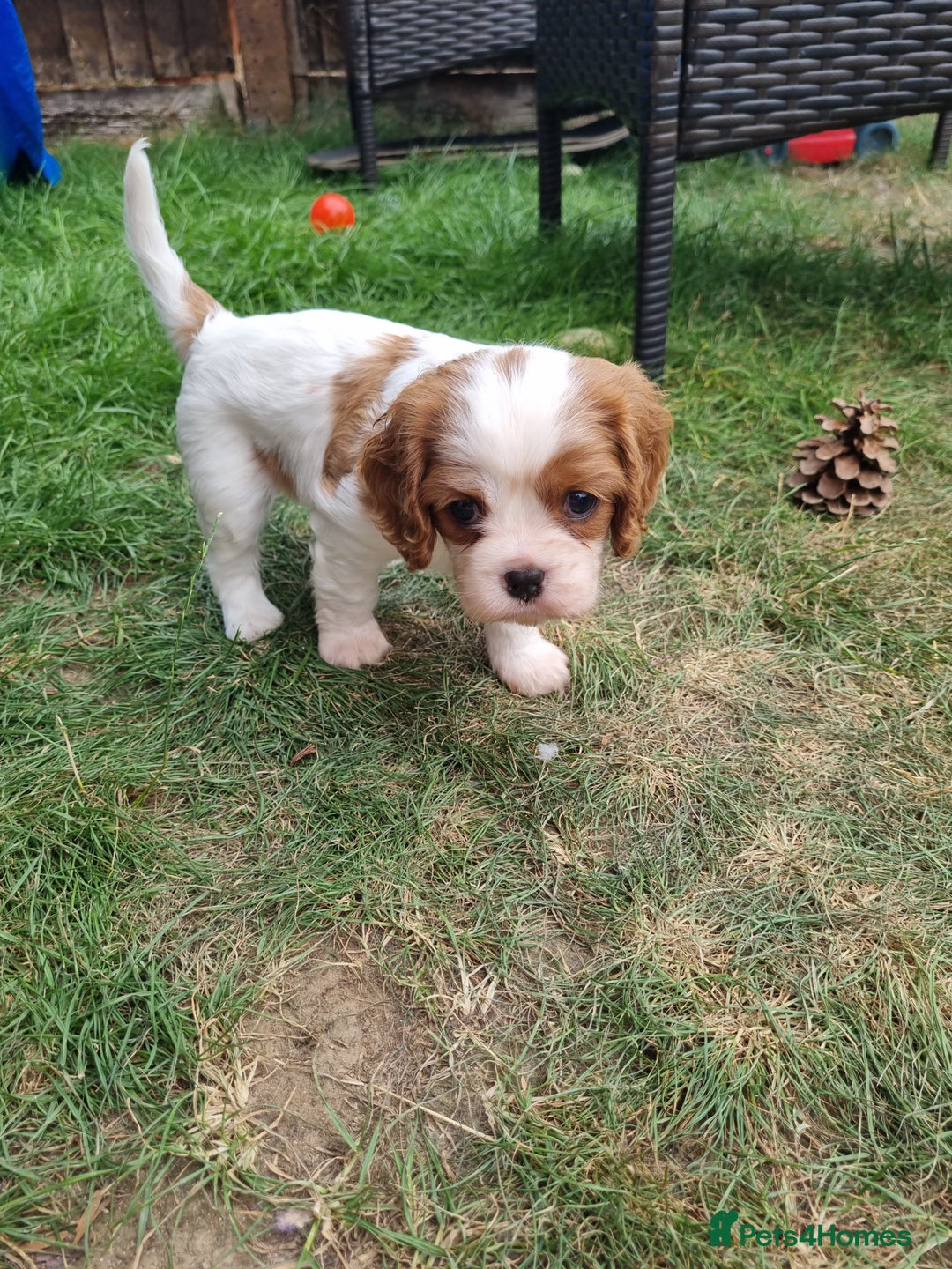 Cavalier King Charles Spaniel dogs for sale: Beautiful Blenheim puppies  - Image 3
