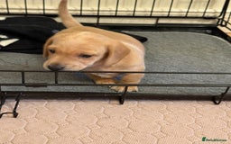 Miniature Dachshund dogs for sale: 1 MALE CREAM SMOOTH HAIRED DACSHUND  - Image 3