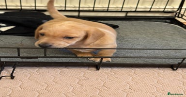 Miniature Dachshund dogs - Advert 10