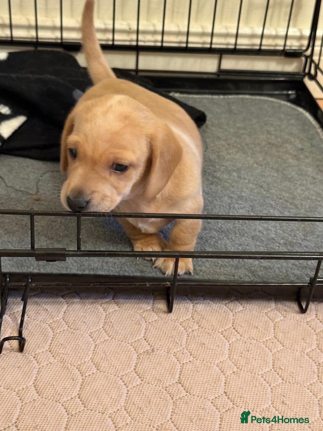 Miniature Dachshund dogs for sale: 1 MALE CREAM SMOOTH HAIRED DACSHUND  - Image 3