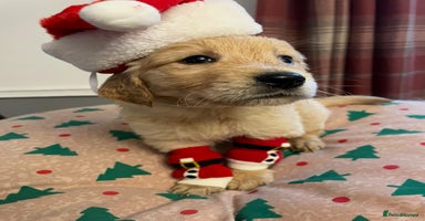 Golden Retriever dogs Rare & wonderful petite golden retrievers - Advert 9