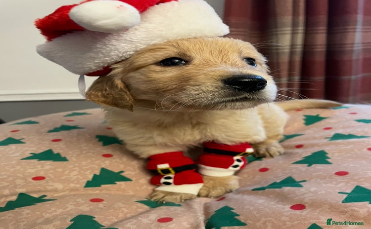 Golden Retriever dogs Rare & wonderful petite golden retrievers - Advert 14