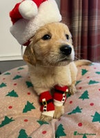 Golden Retriever dogs Rare & wonderful petite golden retrievers - Advert 2