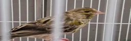 Canaries birds for sale: Beautiful 2026 canaries mostly yellow - Advert 6