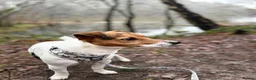 Jack Russell dogs for stud: Jack russell Stud in Salisbury - Advert 9