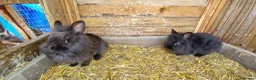Lionhead rabbits for sale: Cute fluffy friendly lionhead babies-3boys 2girls  - Advert 9