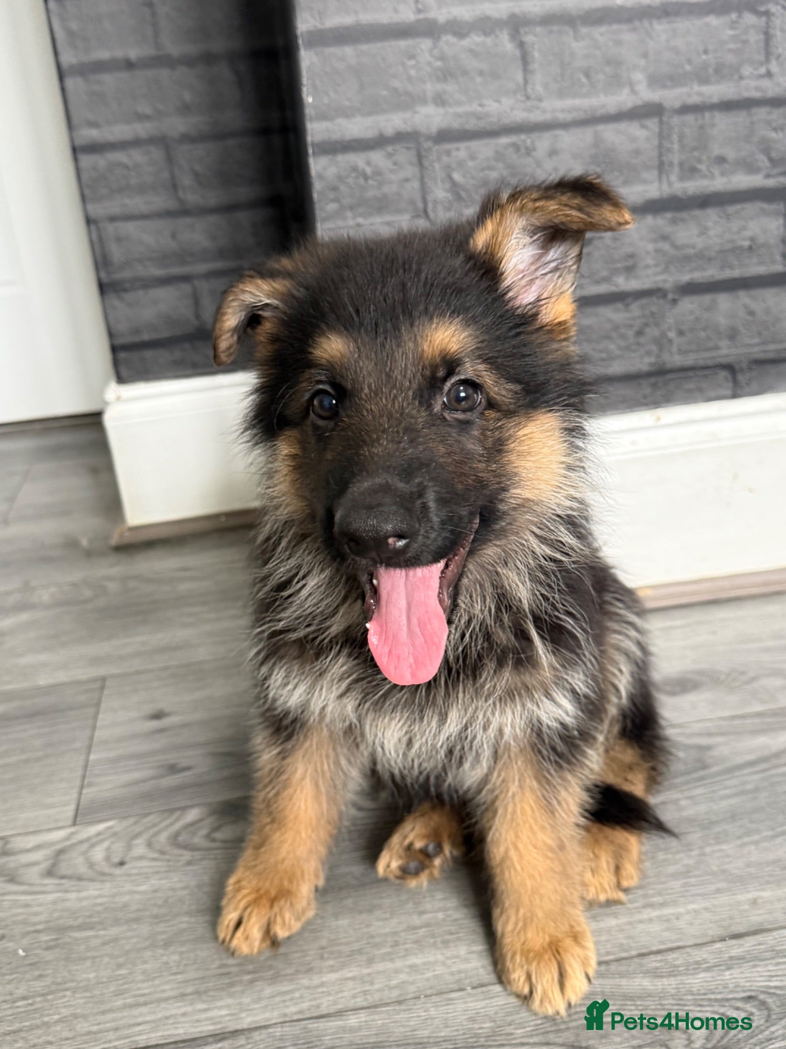 German Shepherd dogs German shepherd pups  - Advert 2