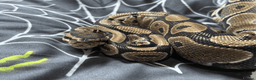 Snake reptiles for sale: Snakes For Rehome - Advert 6
