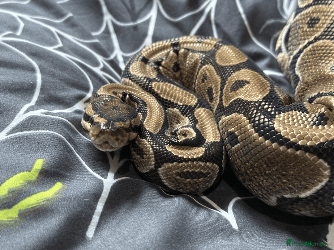 Snake reptiles for sale: Snakes For Rehome - Advert 6