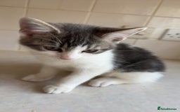Mixed Breed cats for sale: 2 female kittens - Image 5