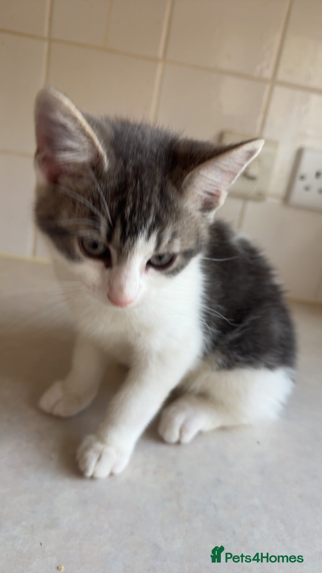 Mixed Breed cats for sale: 2 female kittens - Image 5
