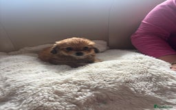 Shorkie dogs for sale: Shih Tzu cross Yorkshire terrier - Image 8