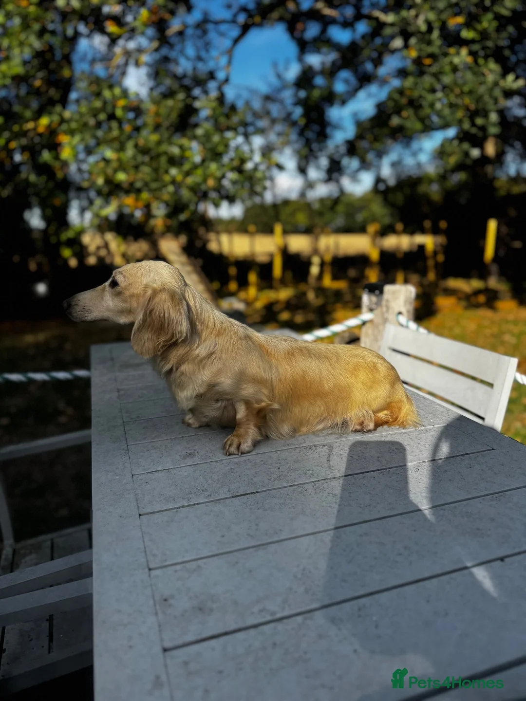 Miniature Dachshund dogs for sale: Kc reg cream adult bitch  - Advert 6