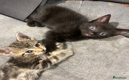 Domestic Shorthair cats for sale: 3 Gorgeous Kittens!! - Image 2