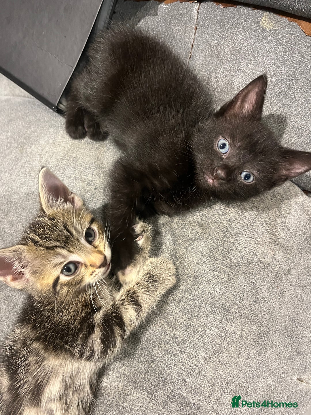 Domestic Shorthair cats for sale: 3 Gorgeous Kittens!! - Image 2