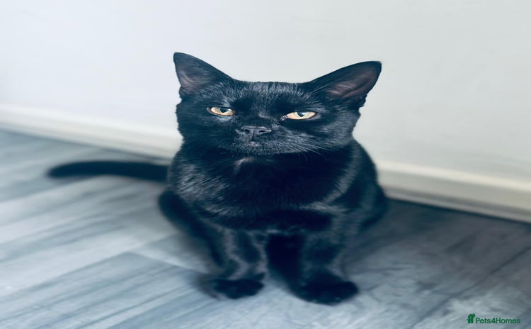 Russian Blue cats - Advert 11