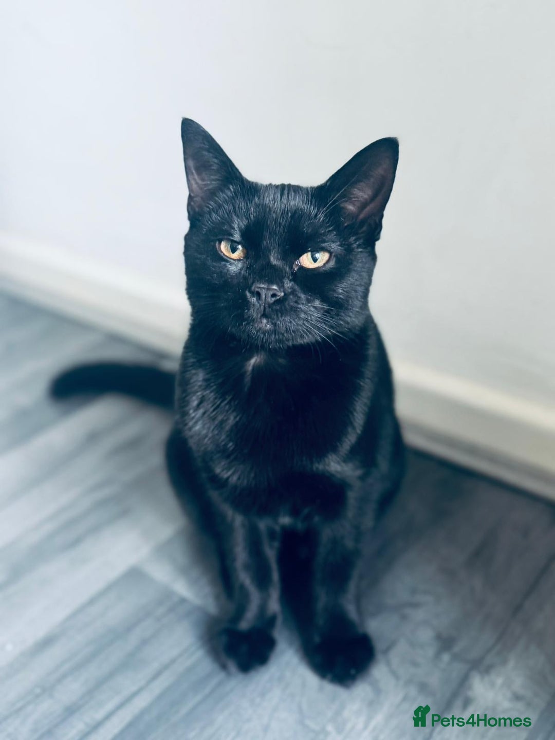 Russian Blue cats for sale: Lovely 8 months old kitten - Image 1