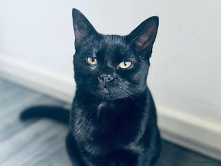 Russian Blue cats for sale - Advert 1