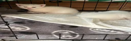 British Shorthair cats for sale: British white shorthair kittens  in Perth - Advert 3