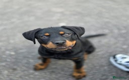 Rottweiler dogs for sale: 14 week old Rottie so beautiful  - Image 3