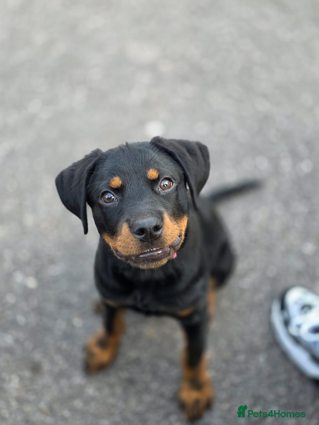 Rottweiler dogs for sale: 14 week old Rottie so beautiful  - Image 3