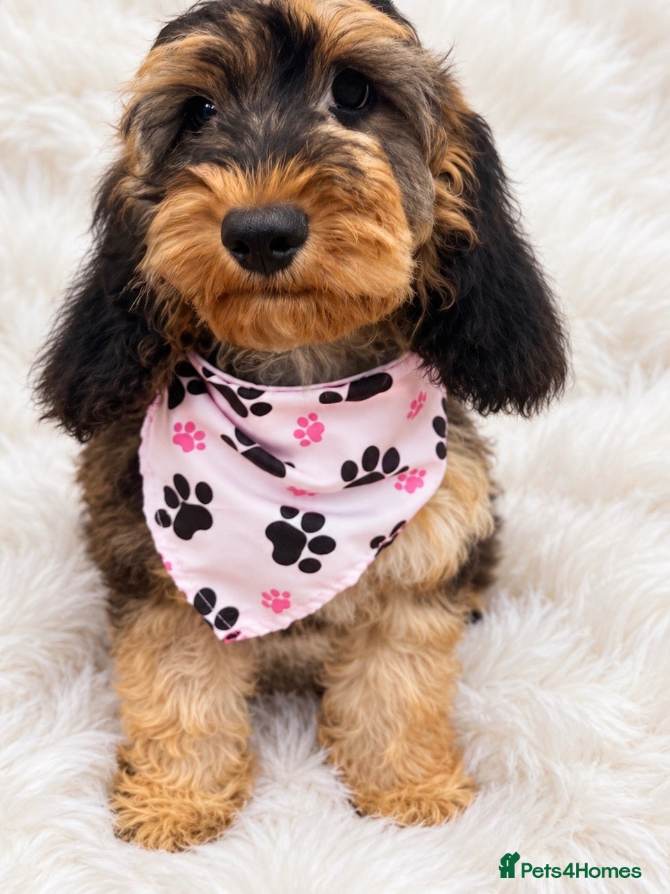 Cockapoo dogs for sale: Beautiful f1 sable pups. Full DNA & health clear. - Advert 11