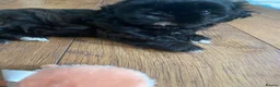Shih Tzu dogs for sale: Imperial shih tzu puppies  - Advert 6
