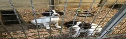 English Springer Spaniel dogs for sale: Springer Puppies for Sale - Advert 5